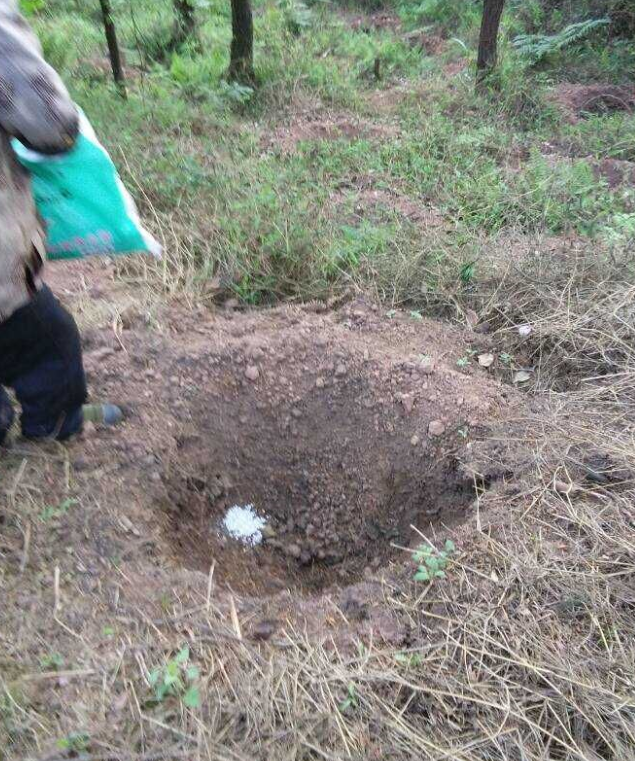 1583378423697297.png 石城山工区施底肥,苗木修剪及栽植2.png