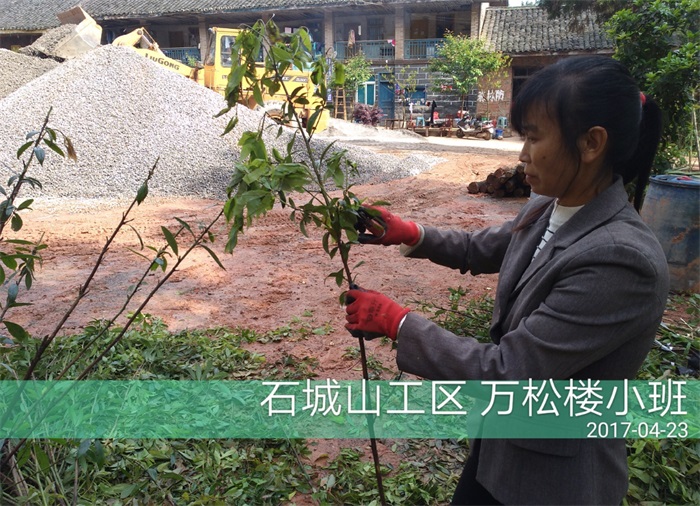 1583378446914808.jpg 石城山工区苗木修剪.jpg