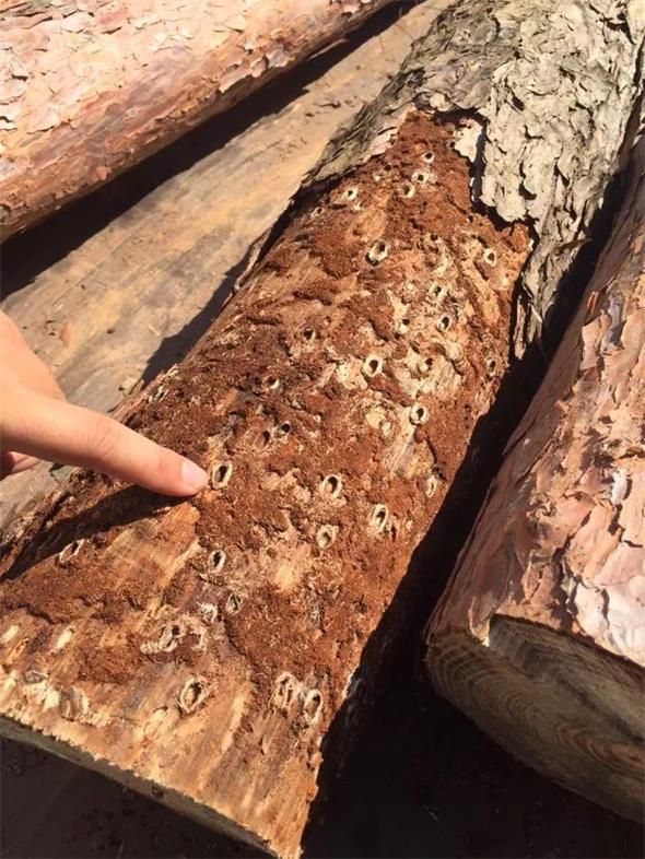 1583395994886018.jpg 14 松褐天牛坑道.jpg