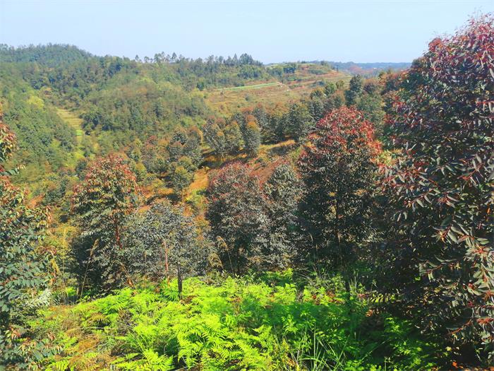 1584520825858962.jpg 2.jpg